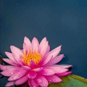 Meet your Posher, Sonya